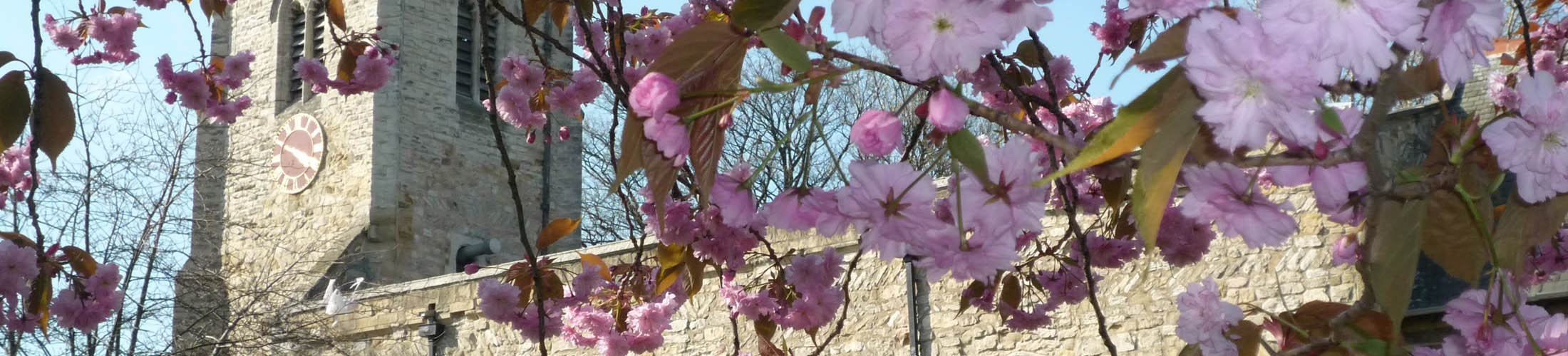 Cherry Blossoms and a Church