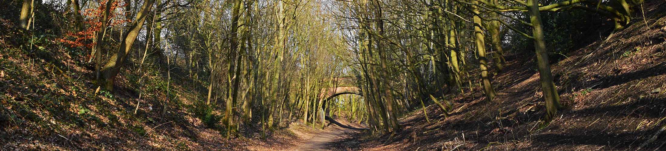 Bridge in a forest